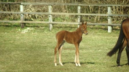 2013 Colt by Footstepsinthesand  